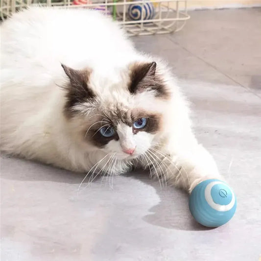 Ball Toys for Cat